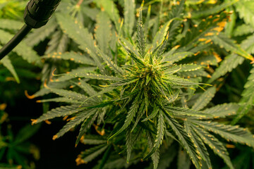 Cannabis Pflanze