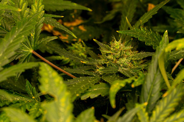 Cannabis Pflanze