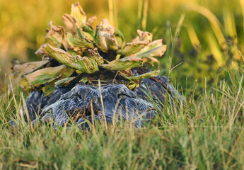 alligator laying in the grass with vegetation on it's head.