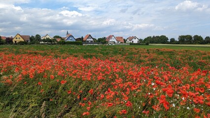 French village in summer, landscape with blooming poppies, 