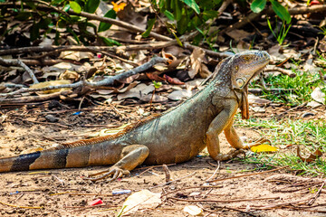 Common iguana with large crest in Laguna del Carpintero in Tampico Tamaulipas
