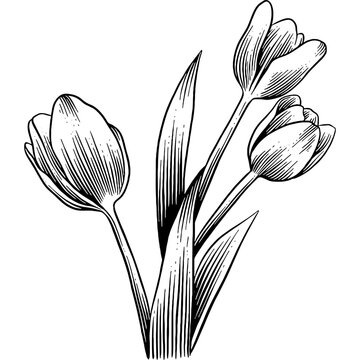 recommend clip art: Hand drawn Tulips Sketch Illustration