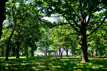 公園の森