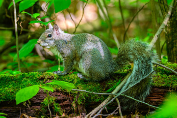 An Eastern Gray Squirrel Sits on a Log at Kensington Metropark, near Brighton, Michigan.