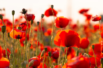 Fototapeta premium impressionismus