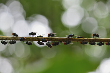 Group of House Fly clustering on a twig