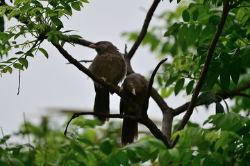 A pair of Jungle blabber resting on a branch