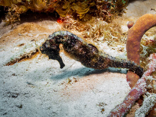 Longsnout seahorse (Hippocampus reidi) on a sandy bottom in Cozumel, Mexico.  Underwater photography and travel.