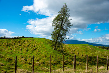 Single Tree in Waikato Region - New Zealand
