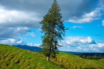 Single Tree in Waikato Region - New Zealand