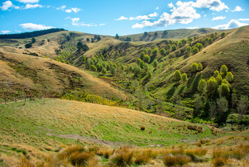 Pastures in Wellington Region - New Zealand