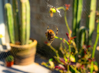 Spotted orbweaver (Neoscona crucifera) in its web
