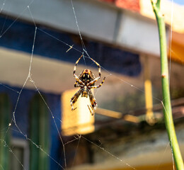 Spotted orbweaver (Neoscona crucifera) in its web