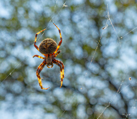 Spotted orbweaver (Neoscona crucifera) in its web