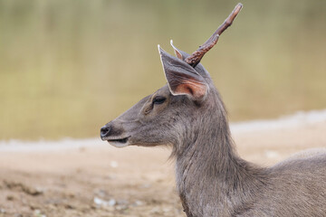 A deer standing in a forest park surrounded by nature and wildlife