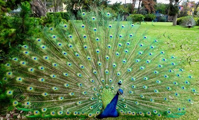 Obraz premium peacock (Pavo cristatus) with feathers out in the garden 