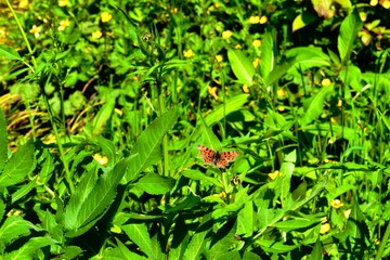 Comma butterfly - Orange butterfly with scalloped wing edges on green background, UK