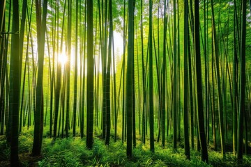 bamboo forest background