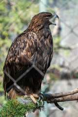 red tailed hawk