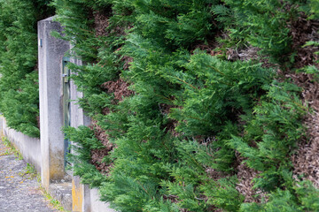 a fence of thuja bushes with diseased parts