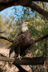 american eagle