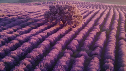 Fototapeta premium A Glimpse of Blooming Lavender in South France