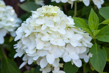 Closeup of a Hydrangea flower