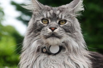 portrait of gray Maine Coon cat look