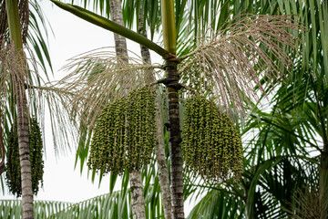 Arvore de A&ccedil;aizeiro com dois cachos de a&ccedil;a&iacute; verde, palmeira t&iacute;pica da Amaz&ocirc;nia.    