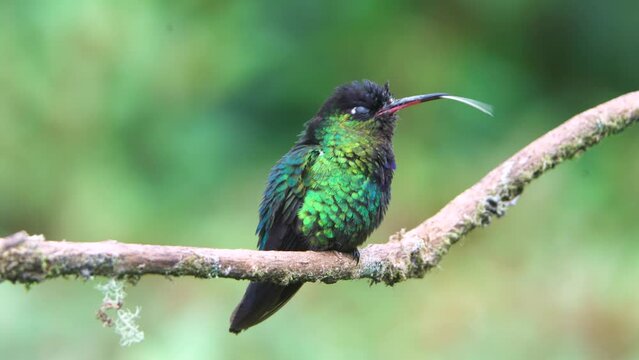 Fiery-Throated Hummingbird Flicking its tongue while perched on Branch in Costa Rica