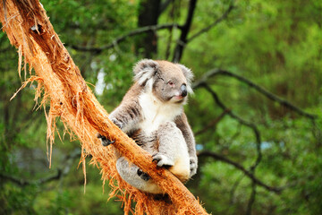 A koala bear at Healesville Sanctuary, near Melbourne, Victoria, Australia