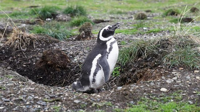 Magellanic Penguin (Spheniscus magellanicus) vocalizing outside a nest on Isla Martillo
