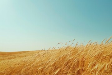 field of wheat