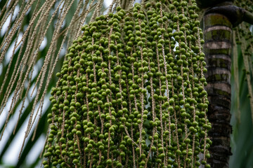 Fruto de A&ccedil;a&iacute; verde,  palmeira t&iacute;pica da Amaz&ocirc;nia.  