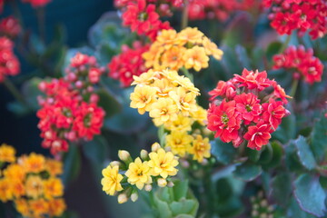 Kalanchoe blossfeldiana plant with yellow and  red flowers