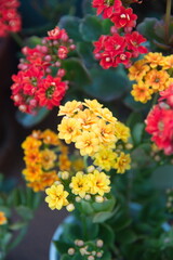Kalanchoe blossfeldiana plant with yellow and  red flowers