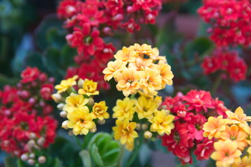 Kalanchoe blossfeldiana plant with yellow and  red flowers