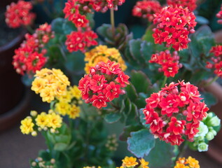 Kalanchoe blossfeldiana plant with yellow and  red flowers