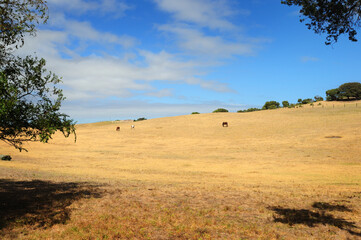 An open field near Rye, Victoria, Australia