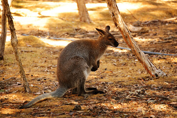 A wallaby at the Healesville Sanctuary, near Melbourne, Victoria, Australia