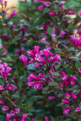 Flowers, Plant, and conifers Tree Abstract Detail