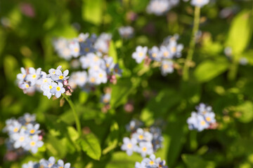 Beautiful forget-me-not flowers growing outdoors. Spring season