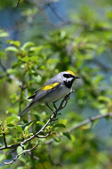 Close up portrait of a rare male Golden Winged Warbler