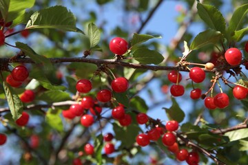 Cherry tree with ripe red berries outdoors, closeup