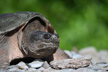 Obraz premium Close up portrait of a Snapping Turtle