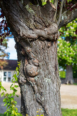 Tree Trunk with Burls and Lichen in Urban Setting