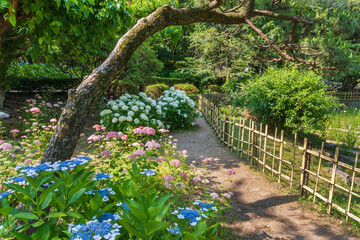 あじさいの散歩道（愛知県名古屋市　鶴舞公園）