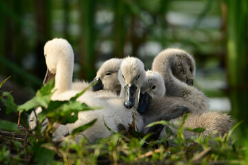 Spring scene of a cute fluffy cygnet Mute Swan babies in a cluster resting in the reeds along a fresh water river