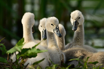 Cute baby Mute Swans awaken and with necks stretched all  of them look around