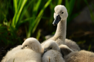 Cute baby Mute swan stretches its neck and looks around from the group of siblings sleeping on shore